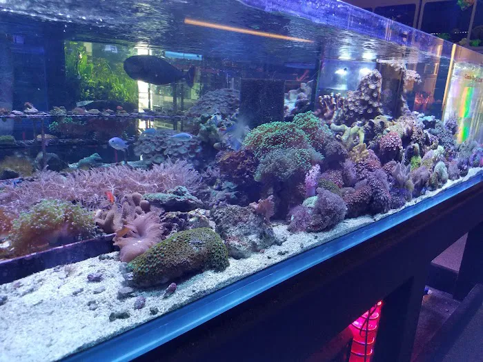 Elegant Reef - Tropical Fish Studio Picture 9