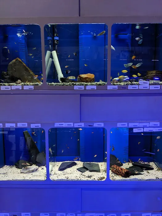 Elegant Reef - Tropical Fish Studio Picture 10