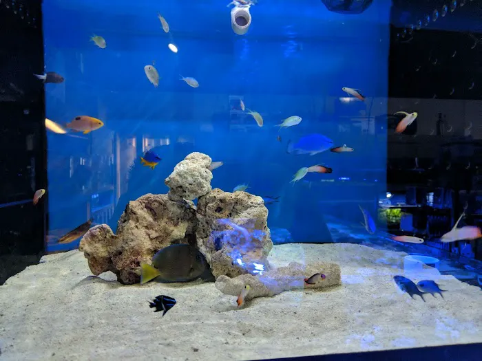 Elegant Reef - Tropical Fish Studio Picture 2