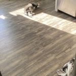 Oak Hollow Animal Hospital