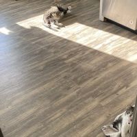 Oak Hollow Animal Hospital ico