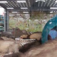 Petco ico