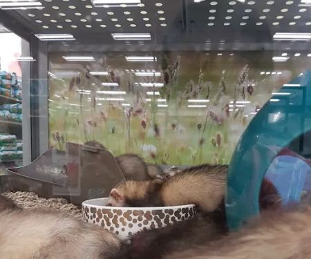 Petco