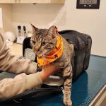 Bond Vet - Paramus