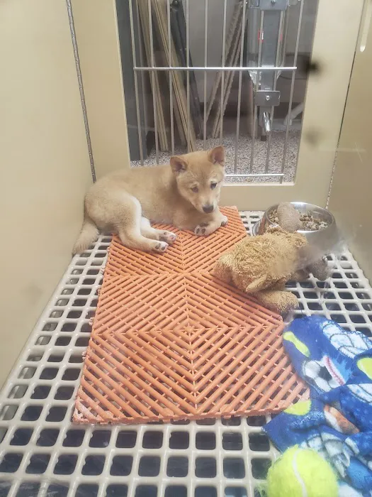 Petland Shavano Park Picture 8