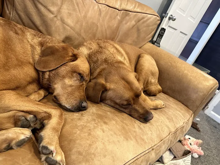 Animal Care of Oradell Picture 8
