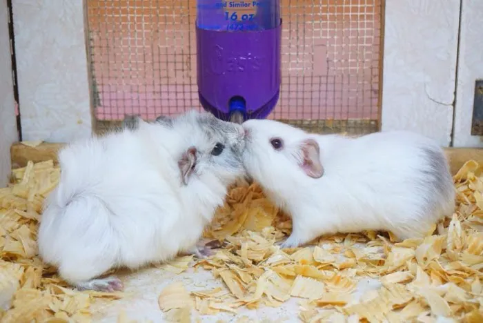 Forever Pets Inc Picture 9