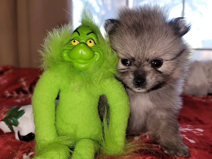 Pomeranian Treasures Picture 2