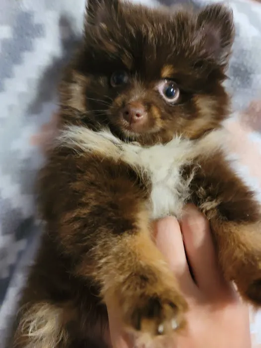 Pomeranian Treasures Picture 1