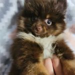 Pomeranian Treasures