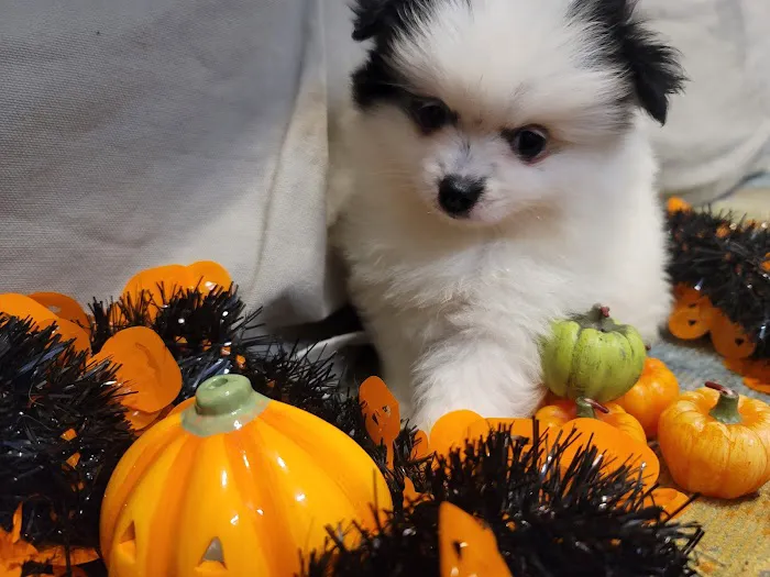 Pomeranian Treasures Picture 5