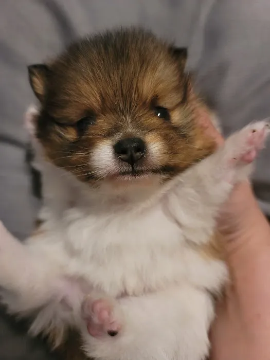 Pomeranian Treasures Picture 4