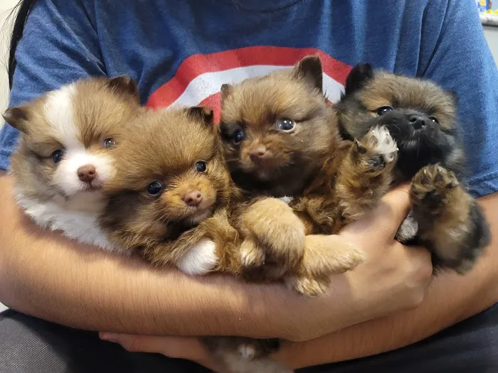Pomeranian Treasures Picture 3