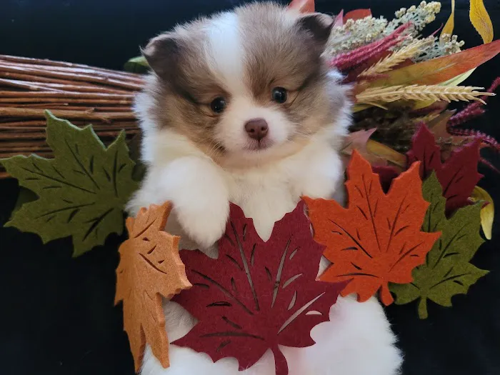 Pomeranian Treasures Picture 6