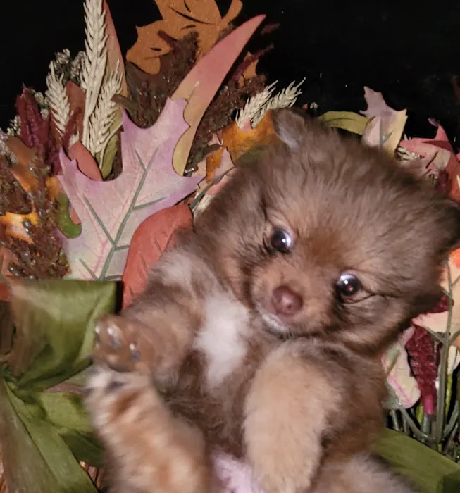Pomeranian Treasures Picture 9
