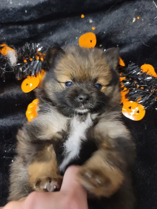 Pomeranian Treasures Picture 8