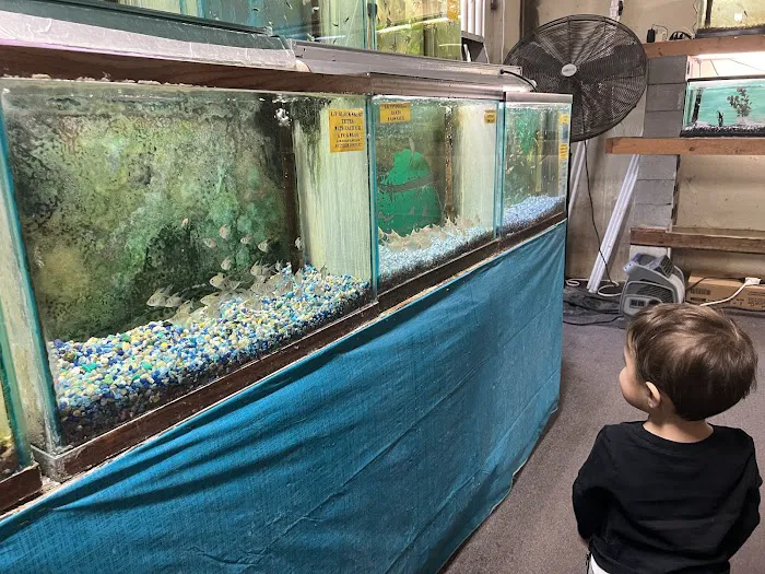 Fintique Tropical Fish Pet Store Picture 8