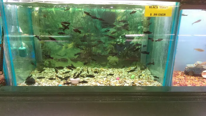 Fintique Tropical Fish Pet Store Picture 6