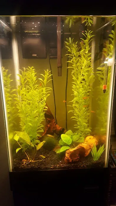 Fintique Tropical Fish Pet Store Picture 4