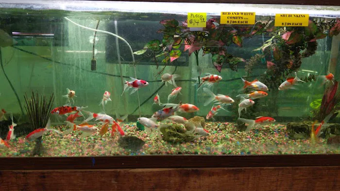 Fintique Tropical Fish Pet Store Picture 3