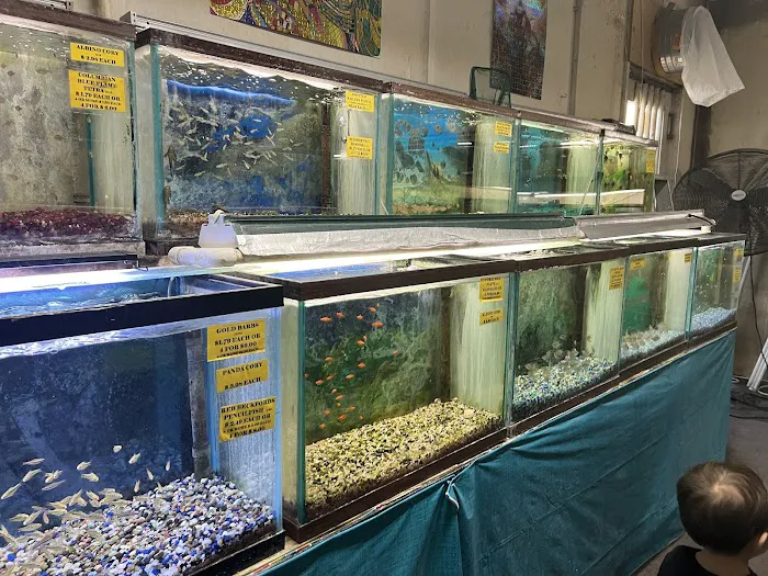 Fintique Tropical Fish Pet Store Picture 7