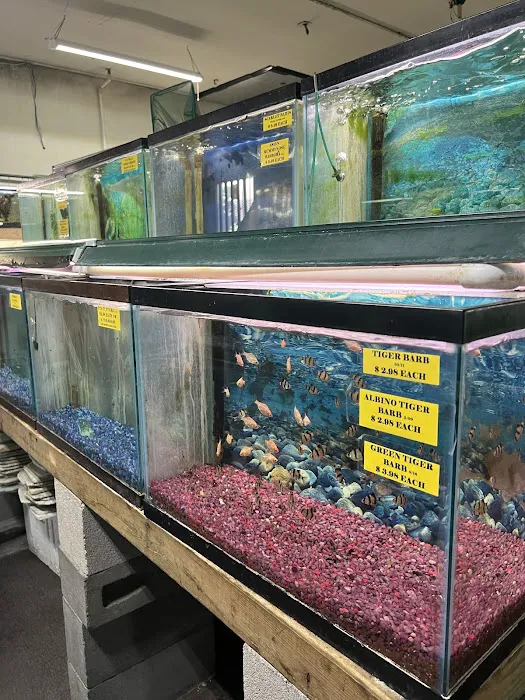 Fintique Tropical Fish Pet Store Picture 2