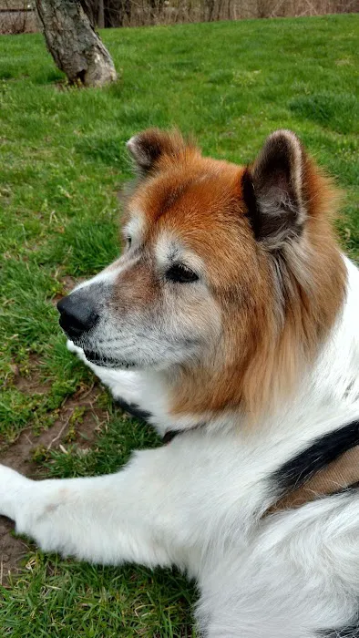 Emerson Animal Hospital Picture 10
