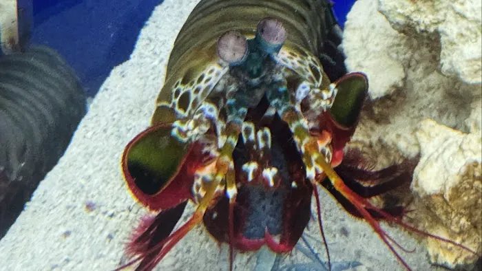 Texas Tropical & Marine Picture 1