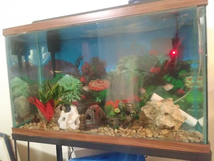 Texas Tropical & Marine Picture 7