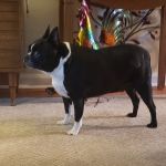 Teaneck Animal Clinic and Spa