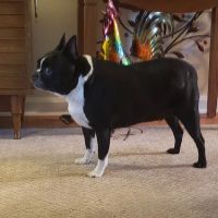 Teaneck Animal Clinic and Spa ico