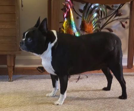 Teaneck Animal Clinic and Spa
