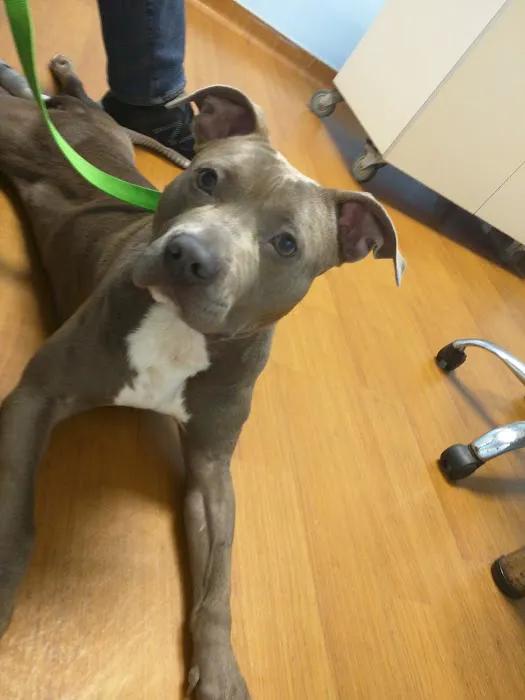 Teaneck Animal Clinic and Spa Picture 4