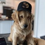 Oradell Veterinary Group of Fort Lee
