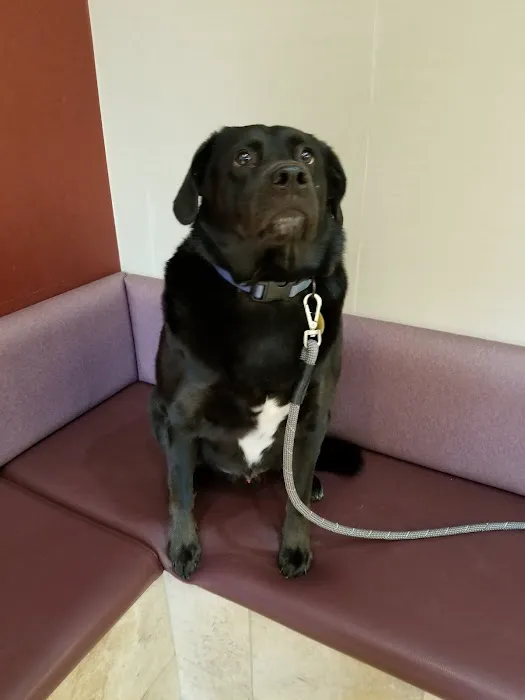 Oradell Veterinary Group of Fort Lee Picture 8