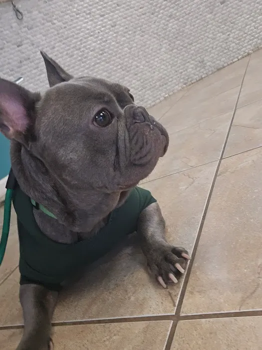 Animal Paradise Hospital Picture 2