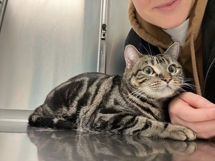 Animal Paradise Hospital Picture 1