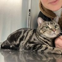 Animal Paradise Hospital ico