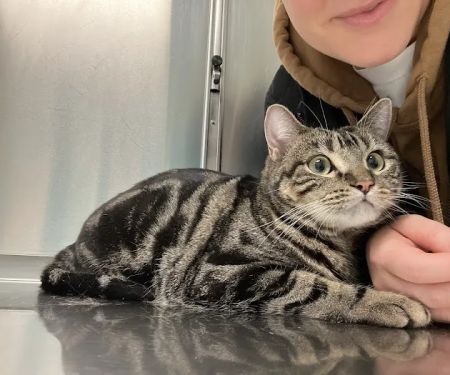 Animal Paradise Hospital