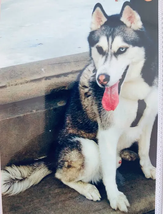 Animal Paradise Hospital Picture 4