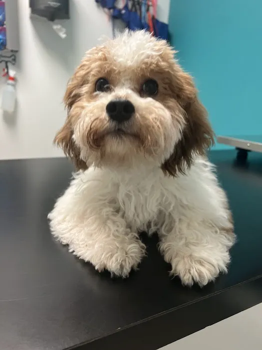 Animal Paradise Hospital Picture 10