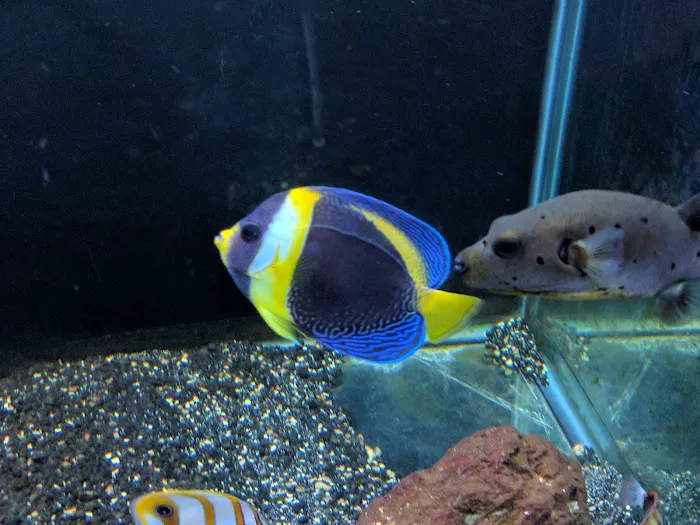 South Seas Aquatics Inc. Picture 5
