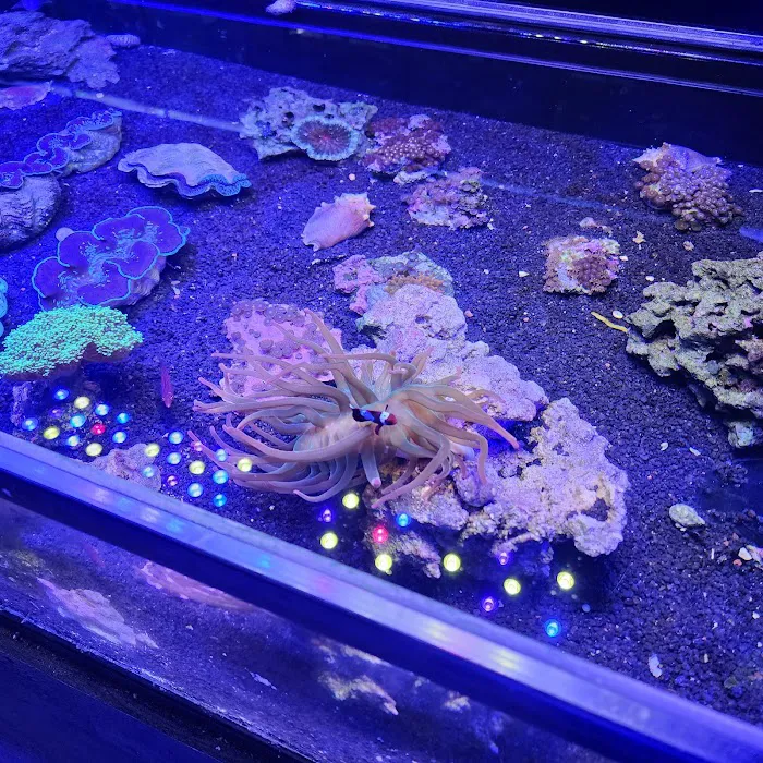 South Seas Aquatics Inc. Picture 2