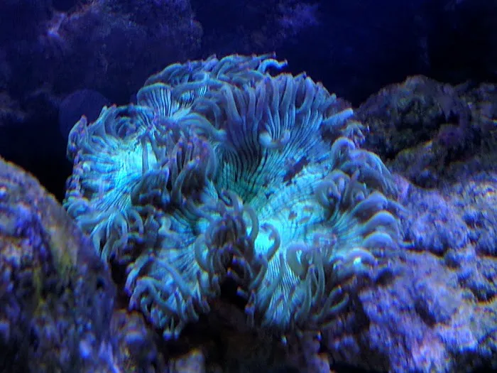 South Seas Aquatics Inc. Picture 1