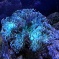 South Seas Aquatics Inc. ico