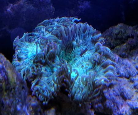 South Seas Aquatics Inc.