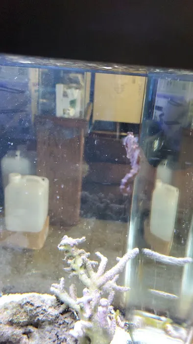 South Seas Aquatics Inc. Picture 3