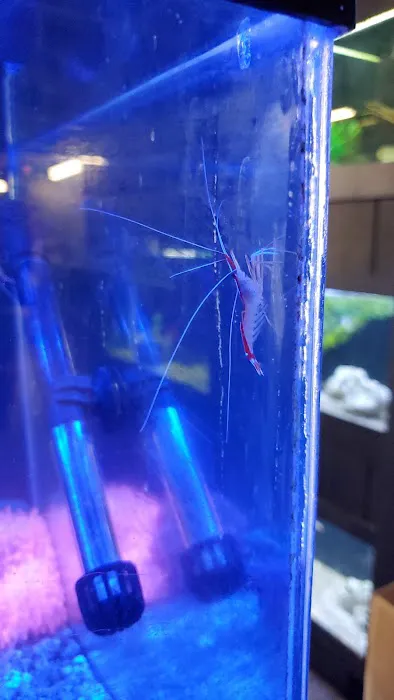 South Seas Aquatics Inc. Picture 6