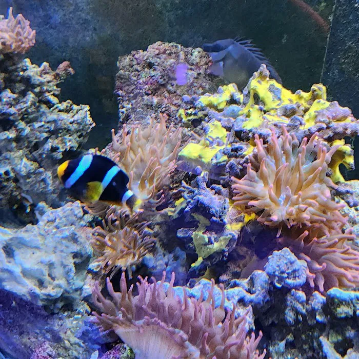 South Seas Aquatics Inc. Picture 7