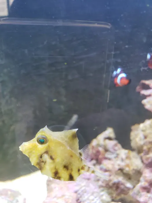 South Seas Aquatics Inc. Picture 8